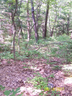 Dogwood Tree grows along the trail