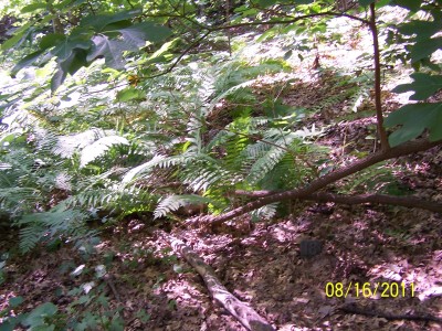 Ferns growing in the Natural Area