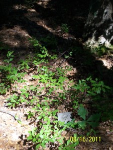 Ground cover along the trail