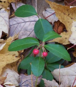 Wintergreen and Partridgeberry