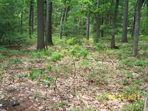 Oak trees along the trail