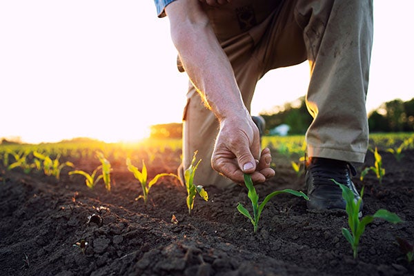 Agriculture