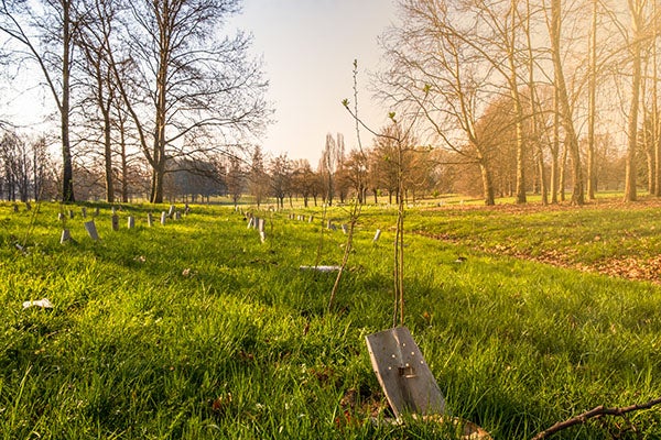 Urban Forest Management