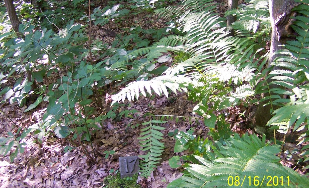mayapple and ferns in forest photo taken in 2011
