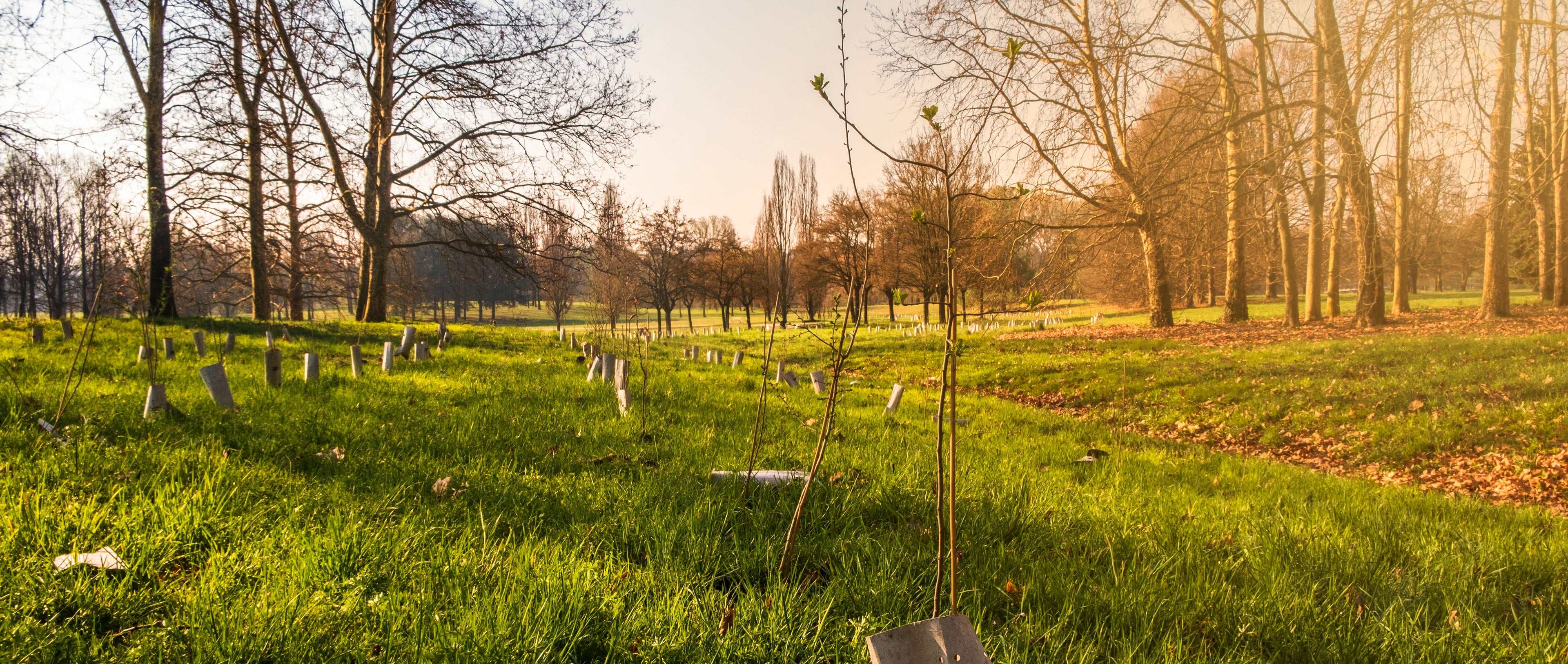 Urban forest management