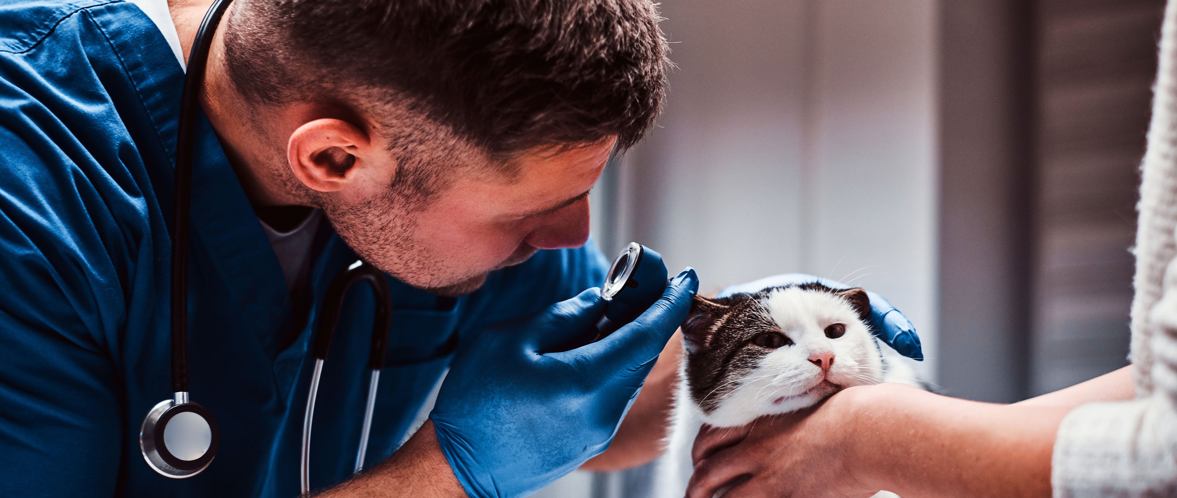 Veterinarian helping a cat