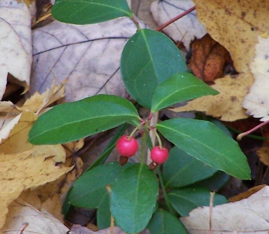 Wintergreen & Partridgeberry