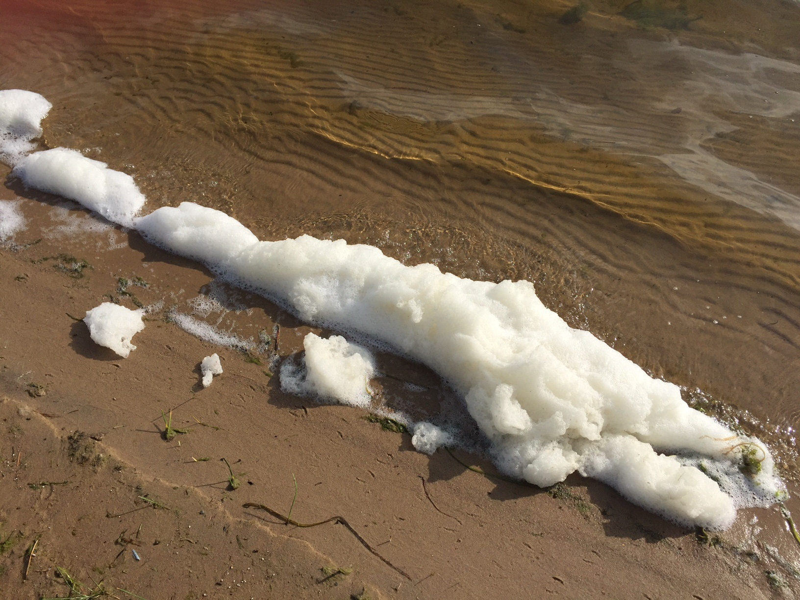 Pfas chemicals build up on the beach .